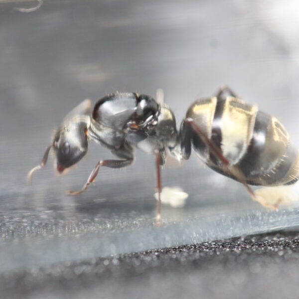 Shiny Sugar Ant (Camponotus CL. Cinctellus) 10+ Workers - Antz Paradise