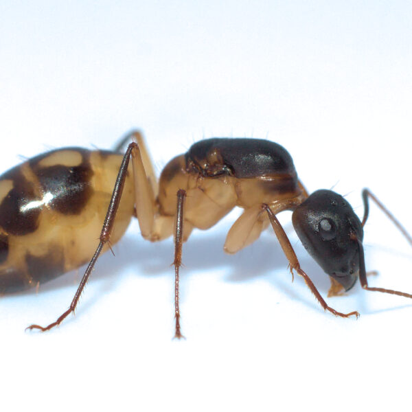 Spotted Sugar Ants (Camponotus CL. Maculatus) 5+ workers - Antz Paradise
