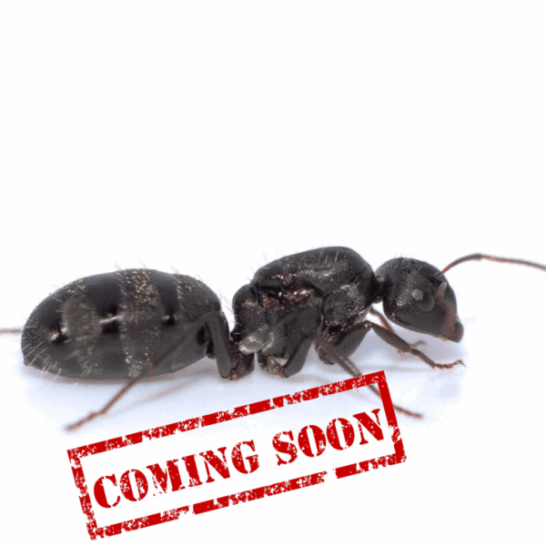 Camponotus CL. Auropubens 10+ workers - Antz Paradise