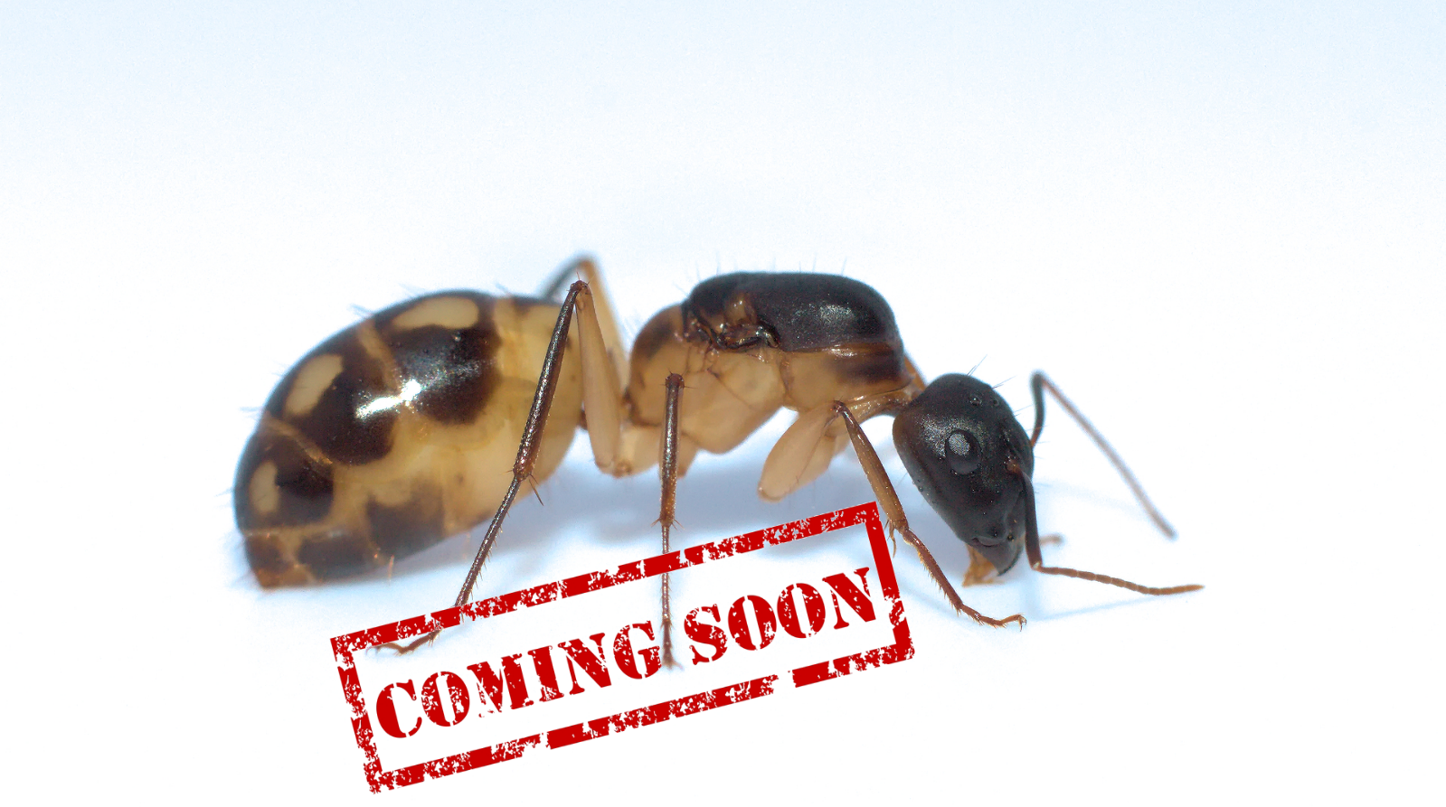 Spotted Sugar Ants (Camponotus CL. Maculatus) 5+ workers - Antz Paradise